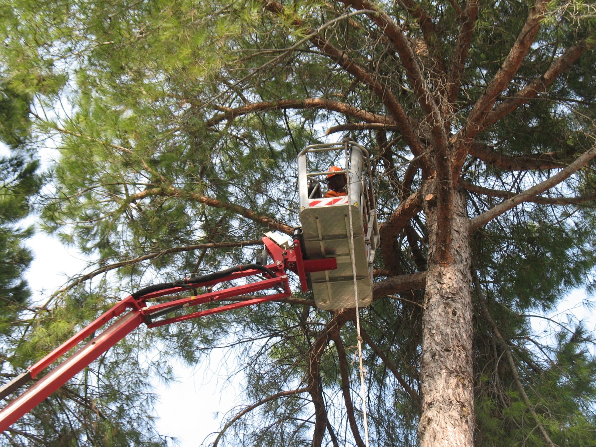 MANIFESTAZIONE DI INTERESSE - affidamento di incarico a titolo gratuito del servizio di potatura, cimatura  e taglio di alberi e arbusti in aree del territorio comunale  